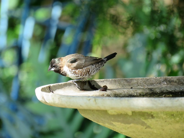 Fuglebadet som en del af din have: Skab en oase for både mennesker og dyr
