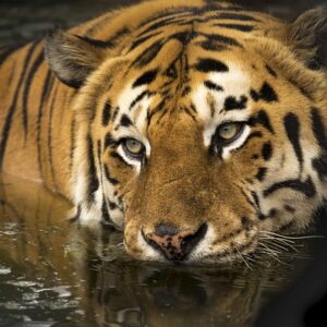 Den komplette guide til tigerbalsam - hvad virker, hvad gør det ikke, og hvad det er rigtig godt til